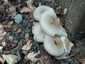Nyári laskagomba (Pleurotus pulmonarius), Budai-hegység